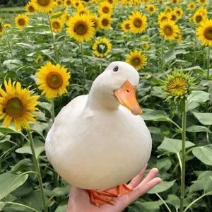 Meet your Posher, Eliana